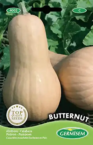 Kürbis-Samen Germisem Kürbis Butternut