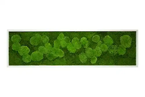 Moosbild Moos-Design Pflanzenbild Weiß, 140×40 cm