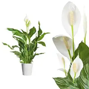 Einblatt Interflowers GmbH Spathiphyllum/Friedenslilie, 60 cm