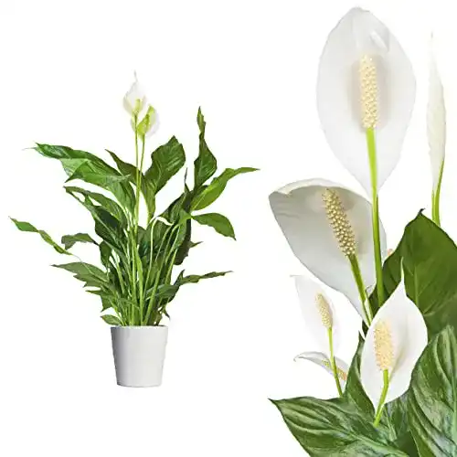 Einblatt Interflowers GmbH Spathiphyllum/Friedenslilie, 60 cm