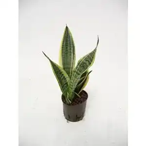 Bogenhanf Redwood Service GmbH, Sansevieria trifasciata Superba