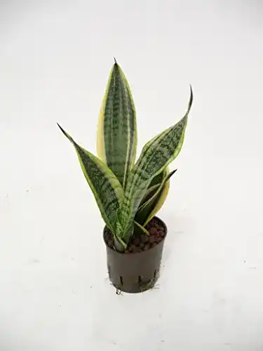 Die beste Bogenhanf Redwood Service GmbH, Sansevieria trifasciata Superba 2026 Test Bestseller Bogenhanf Redwood Service GmbH, Sansevieria trifasciata Superba