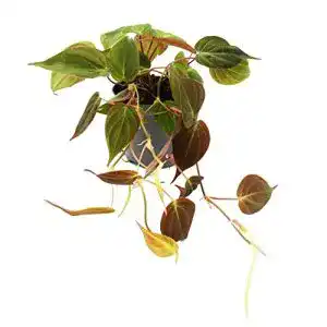 Pflanzen für dunkle Räume exotenherz – Philodendron micans