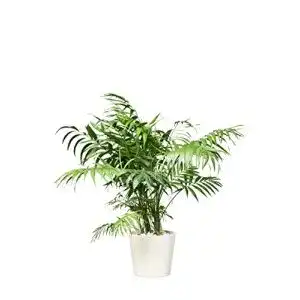Bergpalme EVRGREEN pflegeleicht, Hydrokultur, inkl. Keramiktopf