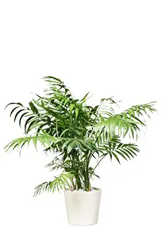 Bergpalme EVRGREEN pflegeleicht, Hydrokultur, inkl. Keramiktopf