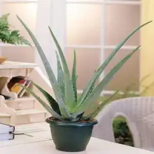 Aloe-vera-Pflanze Meingartenshop Aloe Vera, 1 Pflanze