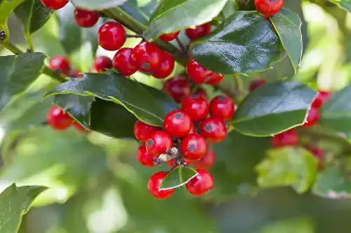 Stechpalme PlantaPro Ilex aquif. ‘Alaska’ C 5 30-40, winterhart