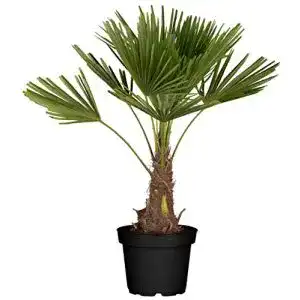 Palme Flowforia Hanf, winterhart bis -10°C, Höhe ca. 100-120 cm