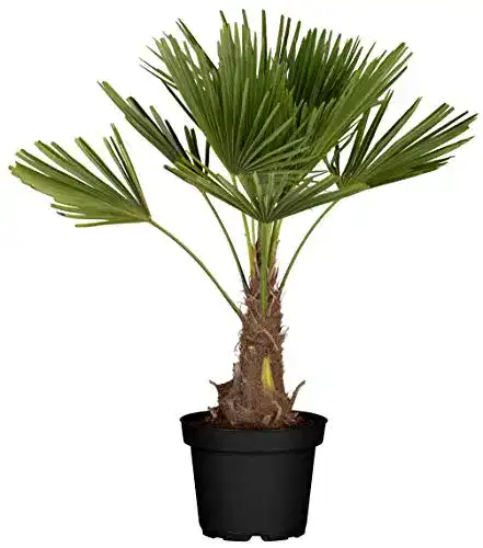 Palme Flowforia Hanf, winterhart bis -10°C, Höhe ca. 100-120 cm