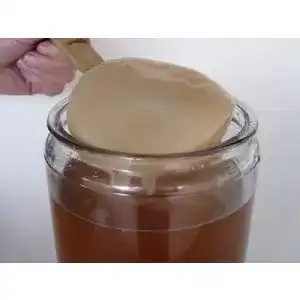 Kombucha-Pilz KEFIRALIA Kombucha Pilz / Scoby + Anleitung