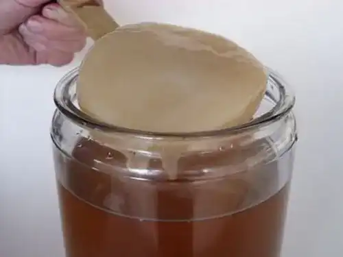 Kombucha-Pilz KEFIRALIA Kombucha Pilz / Scoby + Anleitung