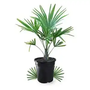 Chinesische Hanfpalme Meine Orangerie Hanfpalme Trachycarpus