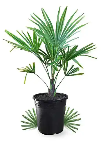 Chinesische Hanfpalme Meine Orangerie Hanfpalme Trachycarpus