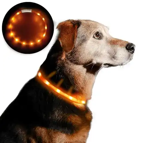 Leuchthalsband Hund Anicoll LED Halsband, USB wiederaufladbar