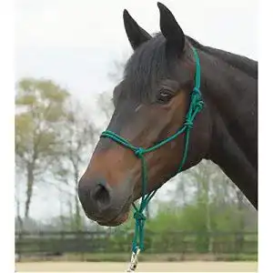 Knotenhalfter Busse Standard, Tanne, Pony/Vollblut