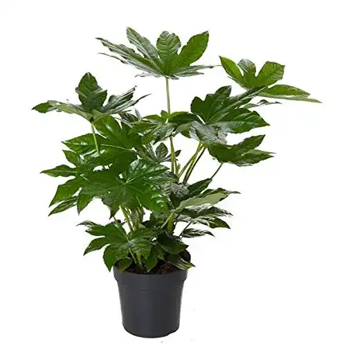 Fatsia Japonica Blumen Senf Zimmeraralie ca. 30 cm