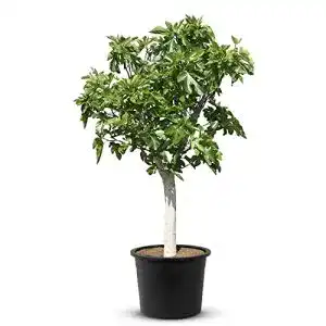 Ficus Tropictrees Carica, Feigenbaum, 240 cm