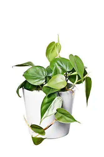 Die beste Philodendron scandens EVRGREEN Hydrokultur mit weißem Topf 2026 Test Bestseller Philodendron scandens EVRGREEN Hydrokultur mit weißem Topf