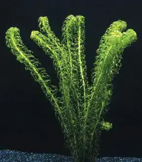 Wasserpest WFW wasserflora Kanadische Elodea Canadensis
