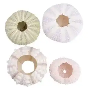 Seeigel-Skelett HEMOTON 4 Stücke Seeigel Gehäuse Muscheln