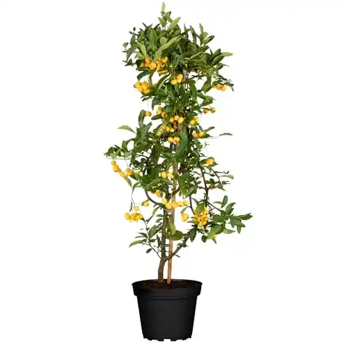 Feuerdorn Garten Schlüter Soleil d’or Pyracantha Gelb