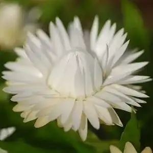 Strohblumen-Samen Rekwiat Strohblumen Double weiß Samen