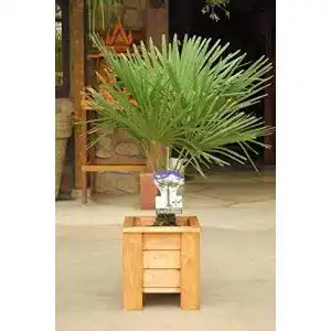 Chinesische Hanfpalme Blumen Senf Trachycarpus fortunei
