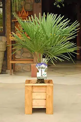 Chinesische Hanfpalme Blumen Senf Trachycarpus fortunei