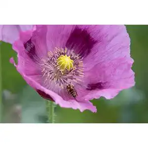Mohn-Samen LaCaTho Echter Schlafmohn Samen, 1500 Samen