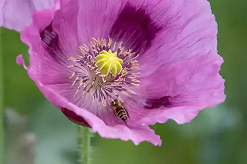 Mohn-Samen LaCaTho Echter Schlafmohn Samen, 1500 Samen
