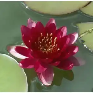 Zwergseerosen WFW wasserflora Nymphaea Perry´s Baby Red