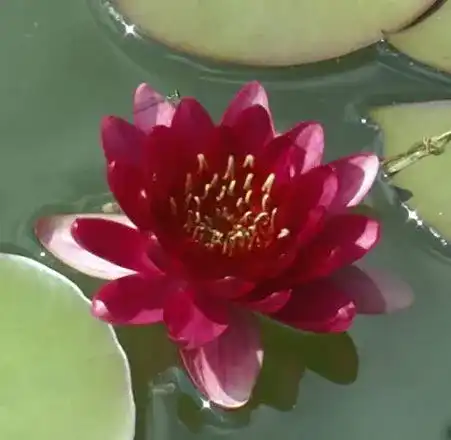 Zwergseerosen WFW wasserflora Nymphaea Perry´s Baby Red