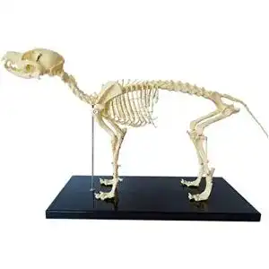 Hundeskelett UIGJIOG Modell, Modell Tieranatomie Lehre
