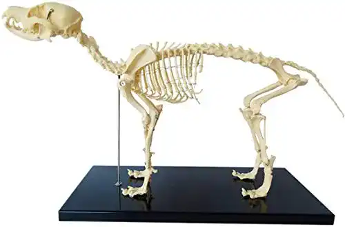 Hundeskelett UIGJIOG Modell, Modell Tieranatomie Lehre