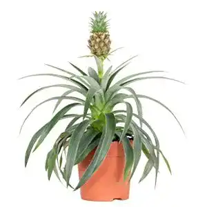 Ananas-Pflanze Bloomique Ananasflanze ‘Bromelia’