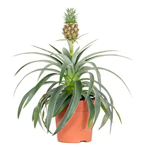 Ananas-Pflanze Bloomique Ananasflanze ‘Bromelia’