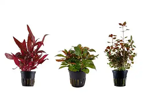 Aquarium-Pflanzen Tropica Pflanzen Set mit 3 schönen roten Töpfen