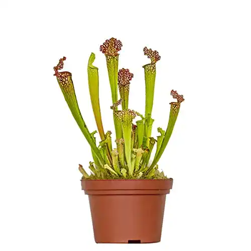 Fleischfressende Pflanzen Bloomique, Sarracenia, 10-12 cm