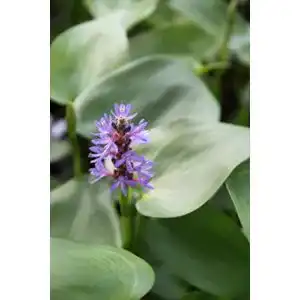 Hechtkraut Wasserpflanzen Wolff – Pontederia cordata