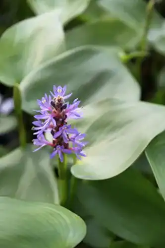 Hechtkraut Wasserpflanzen Wolff – Pontederia cordata