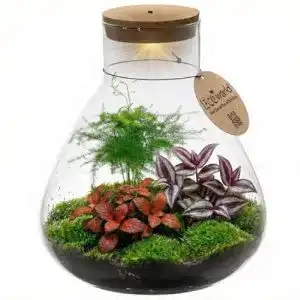 Pflanzen-Terrarium Ecoworld vdvelde.com – Tropical Biosphere