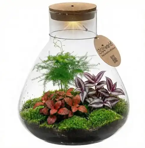 Pflanzen-Terrarium Ecoworld vdvelde.com – Tropical Biosphere