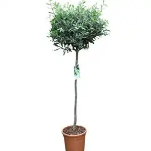 Olivenbaum Olive Grove – Halbstamm – Gut angewachsen