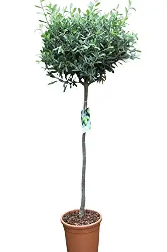 Olivenbaum Olive Grove – Halbstamm – Gut angewachsen