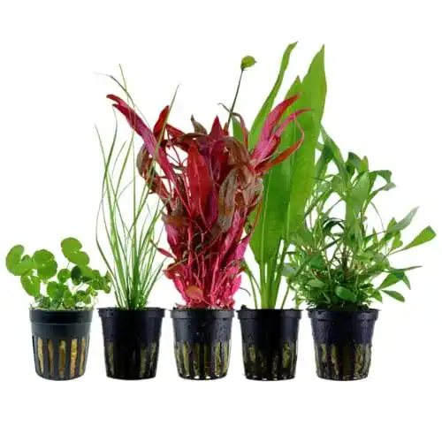 Aquarium-Pflanzen AquaOne Aquarium Pflanzen I 5X Wasserpflanzen
