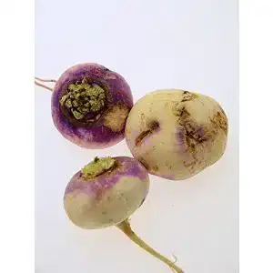 Rübensamen Magic Garden Seeds Herbstrüben, 500 Samen