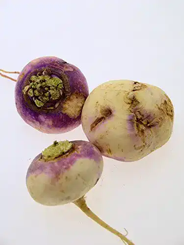 Rübensamen Magic Garden Seeds Herbstrüben, 500 Samen