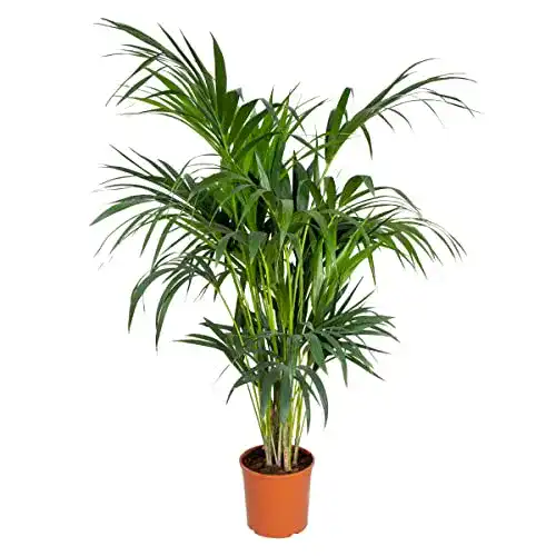 Kentia-Palme Bloomique Howea ‘Forsteriana’ ↕120-130 cm