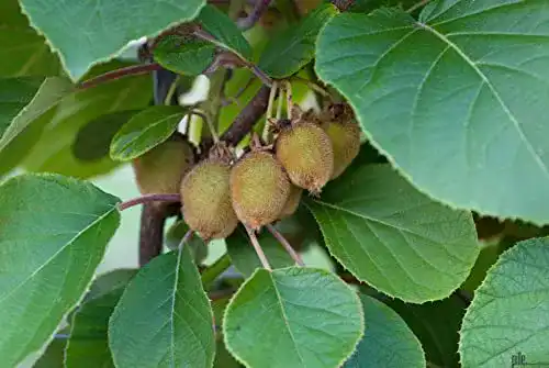 Kiwibaum pille baumschulen selbstfruchtende Kiwi Jenny