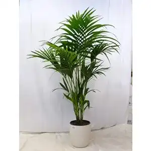 Kentia-Palme PalmenLager.de Howea forsteriana 120 cm